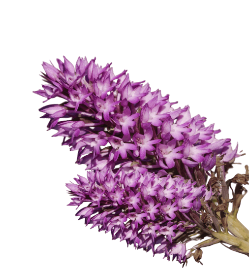 Prunella vulgaris herb illustration