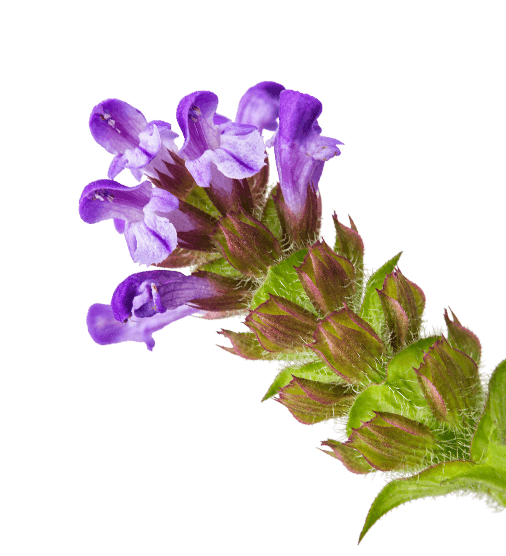 Prunella vulgaris herb illustration